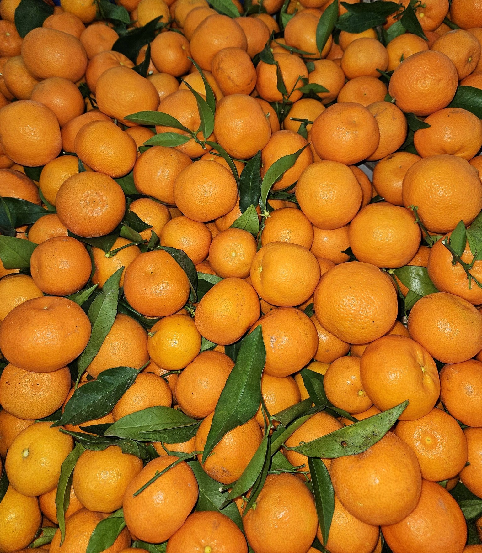 Produit frais Hamdi Prim'