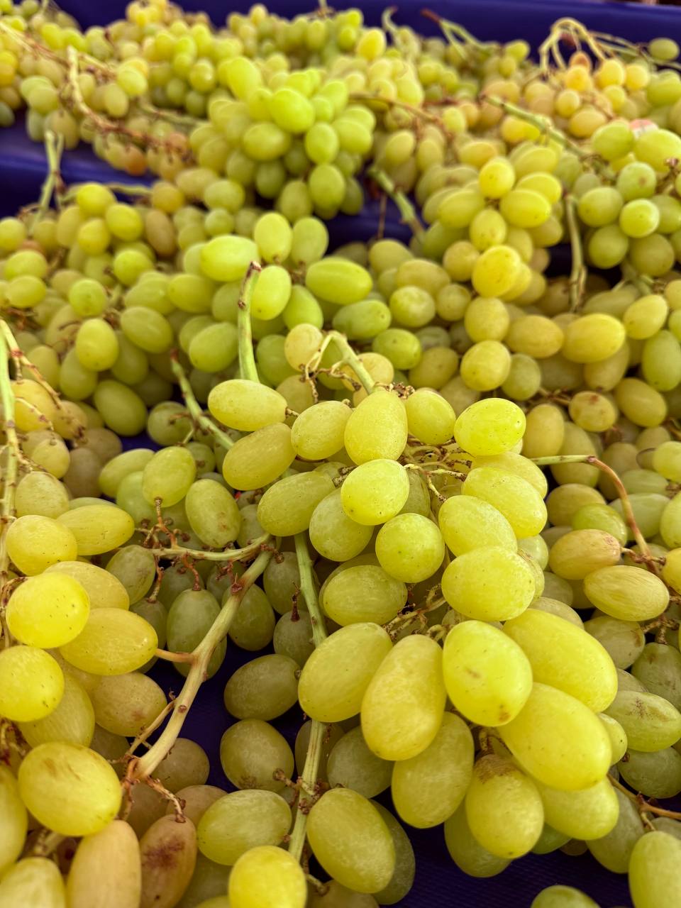 Produit frais Hamdi Prim'